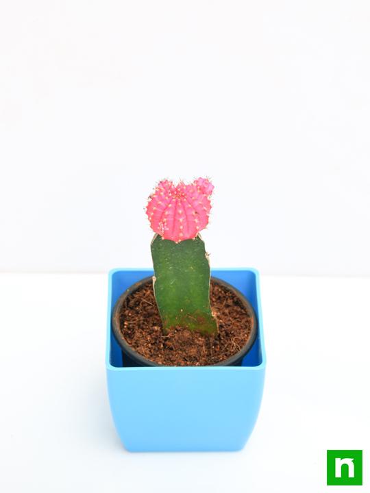 Moon Cactus (Grafted, Pink) - Cactus Plant - Image 4