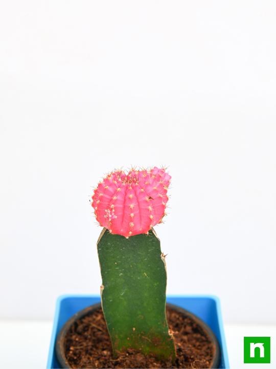 Moon Cactus (Grafted, Pink) - Cactus Plant - Image 5