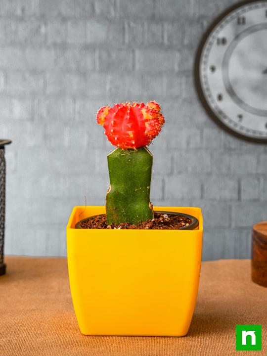 Moon Cactus (Grafted, Red) - Cactus Plant - Image 2