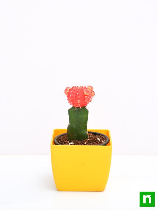 Moon Cactus (Grafted, Red) - Cactus Plant - Image 3