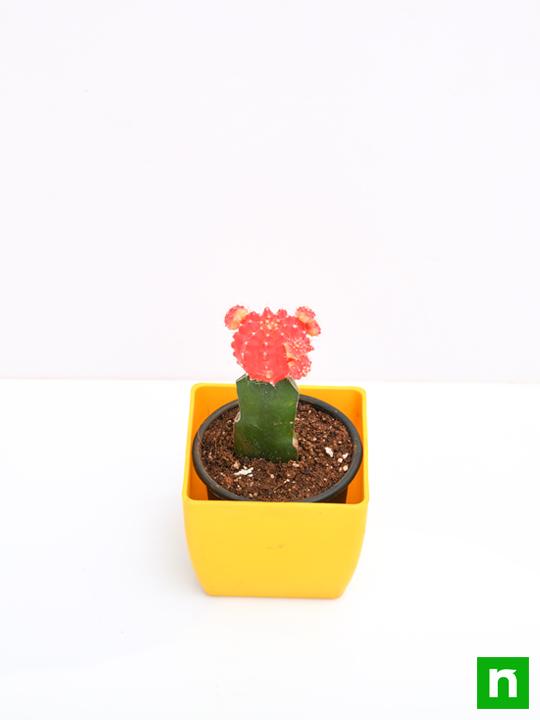 Moon Cactus (Grafted, Red) - Cactus Plant - Image 4