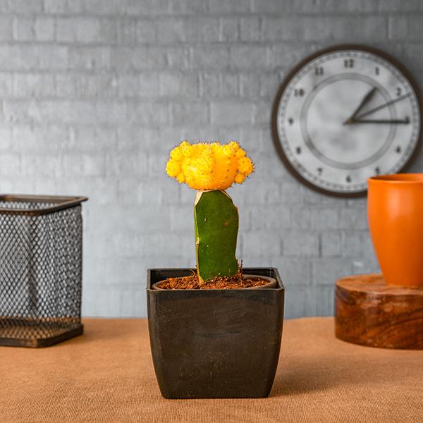 Moon Cactus (Grafted, Yellow) - Cactus Plant