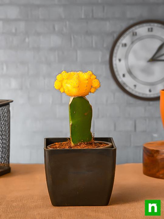 Moon Cactus (Grafted, Yellow) - Cactus Plant - Image 2