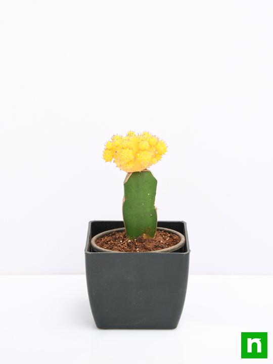 Moon Cactus (Grafted, Yellow) - Cactus Plant - Image 3
