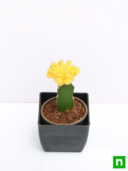 Moon Cactus (Grafted, Yellow) - Cactus Plant - Image 4