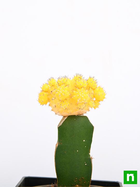 Moon Cactus (Grafted, Yellow) - Cactus Plant - Image 5