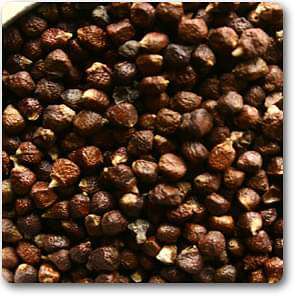Grains of Paradise - Plant