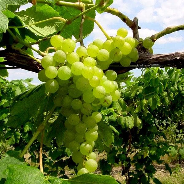 Grape, Angoor ( Grafted, Seedless ) - Plant