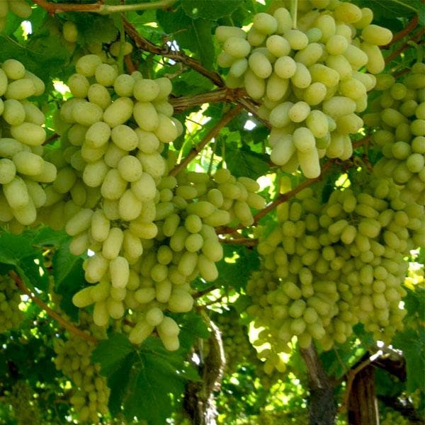 Grape, Angoor (Seedless) - Plant