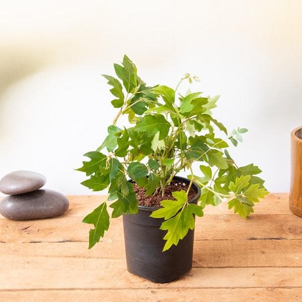 Grape Ivy - Plant