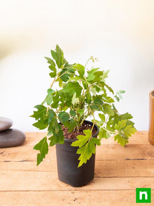 Grape Ivy - Plant - Image 2