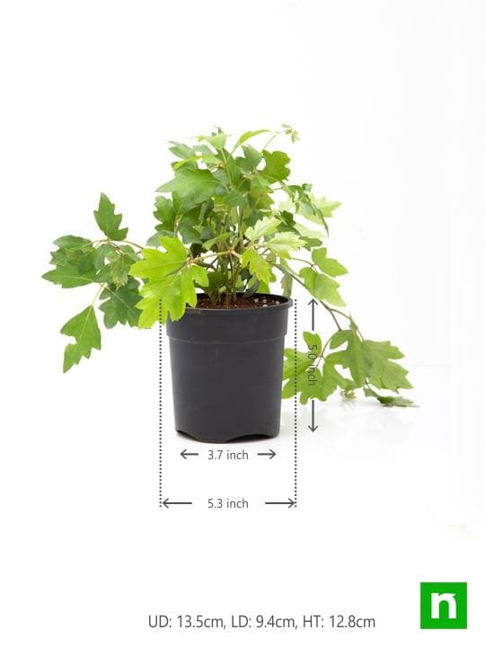 Grape Ivy - Plant - Image 3