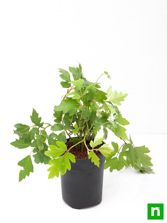 Grape Ivy - Plant - Image 4