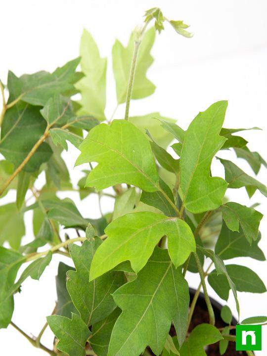 Grape Ivy - Plant - Image 5