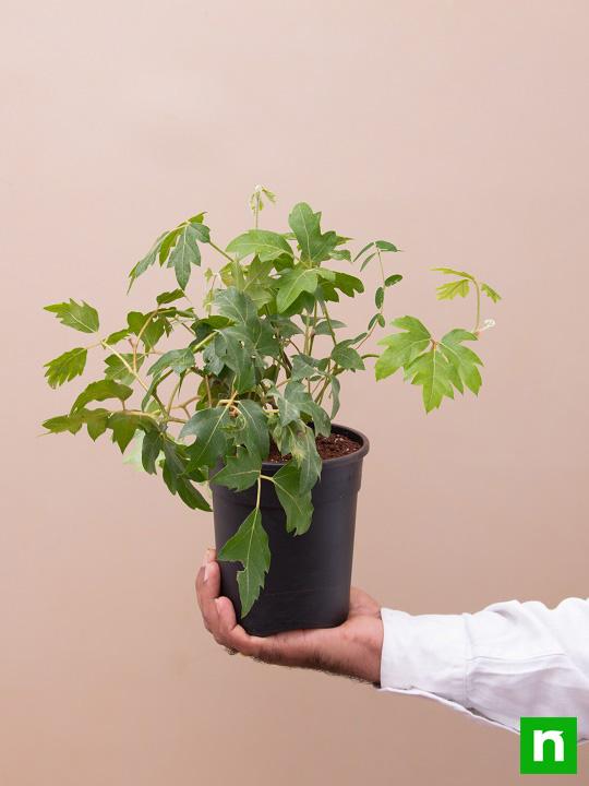 Grape Ivy - Plant - Image 6