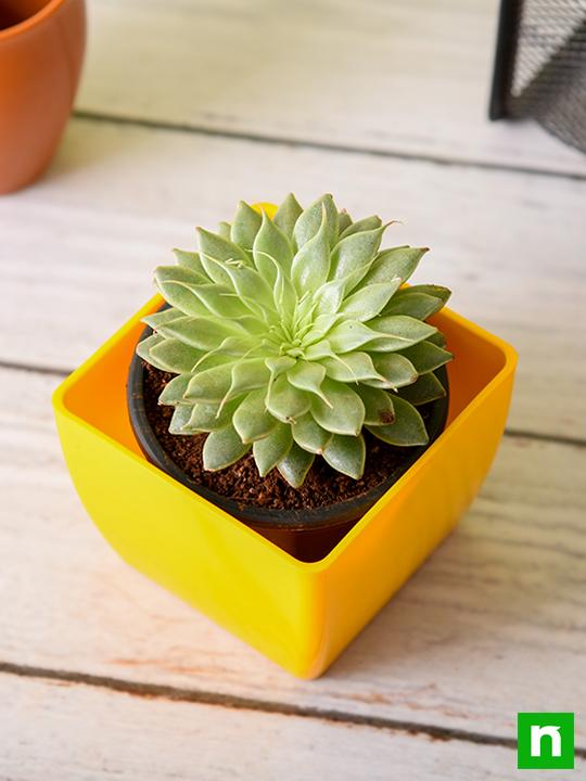 Graptopetalum macdougallii, Laxmi Kamal, Lakshmi Kamal - Succulent Plant - Image 2