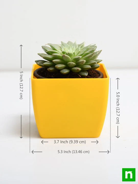 Graptopetalum macdougallii, Laxmi Kamal, Lakshmi Kamal - Succulent Plant - Image 3