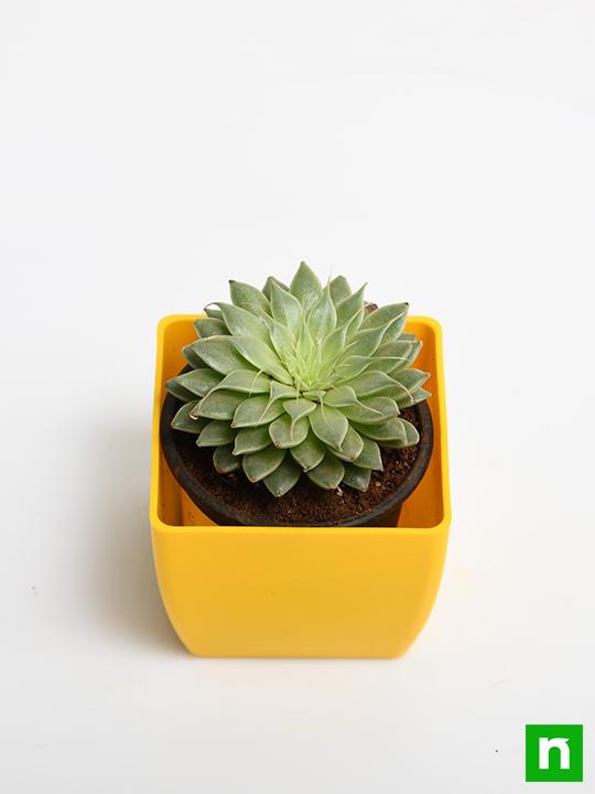 Graptopetalum macdougallii, Laxmi Kamal, Lakshmi Kamal - Succulent Plant - Image 4