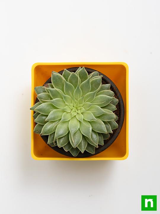Graptopetalum macdougallii, Laxmi Kamal, Lakshmi Kamal - Succulent Plant - Image 5