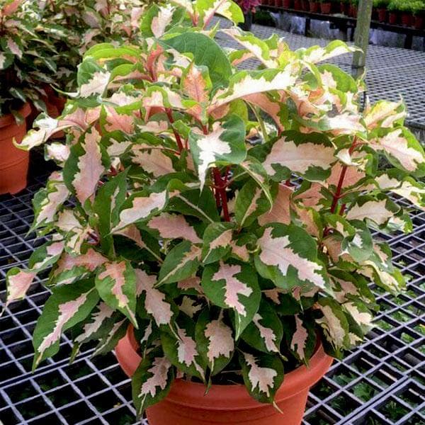 Graptophyllum, Caricature Plant