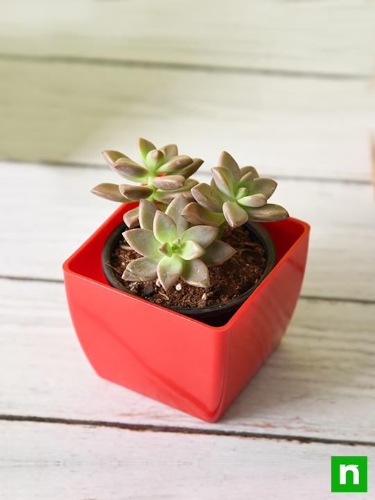 Graptosedum Darley Sunshine - Succulent Plant - Image 2