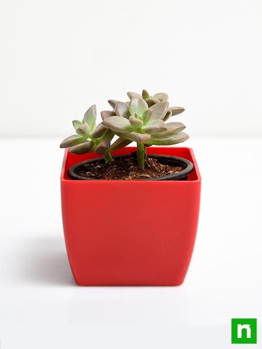 Graptosedum Darley Sunshine - Succulent Plant - Image 3