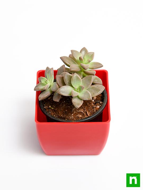 Graptosedum Darley Sunshine - Succulent Plant - Image 4