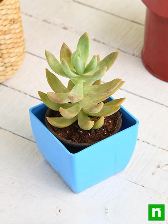 Graptosedum species - Succulent Plant - Image 2
