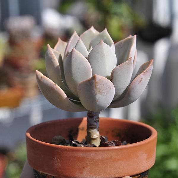 Graptoveria Douglas Huth - Succulent Plant - Image 2