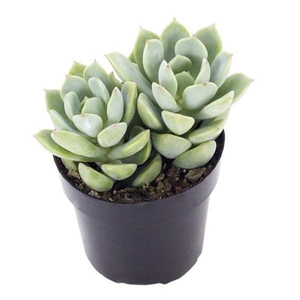 Graptoveria opalina - Succulent Plant