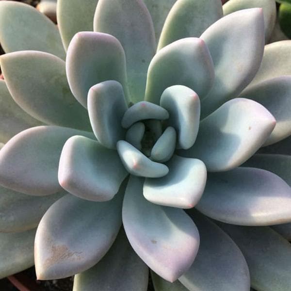 Graptoveria opalina - Succulent Plant - Image 2