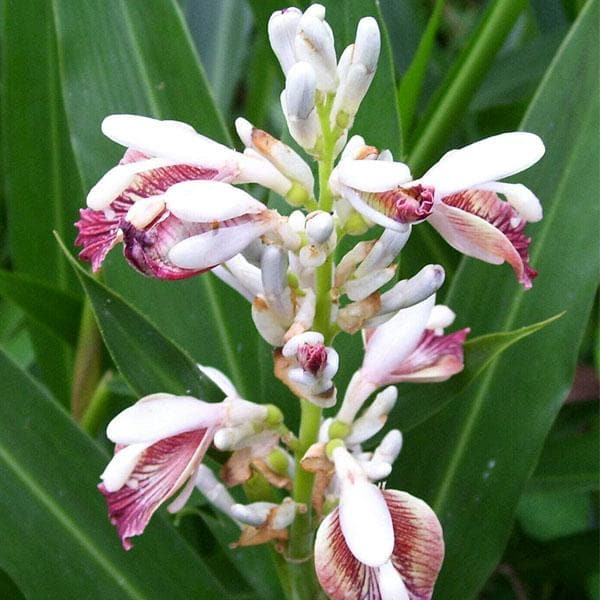 Greater Galangal, Blue Ginger, Thai Ginger - Plant
