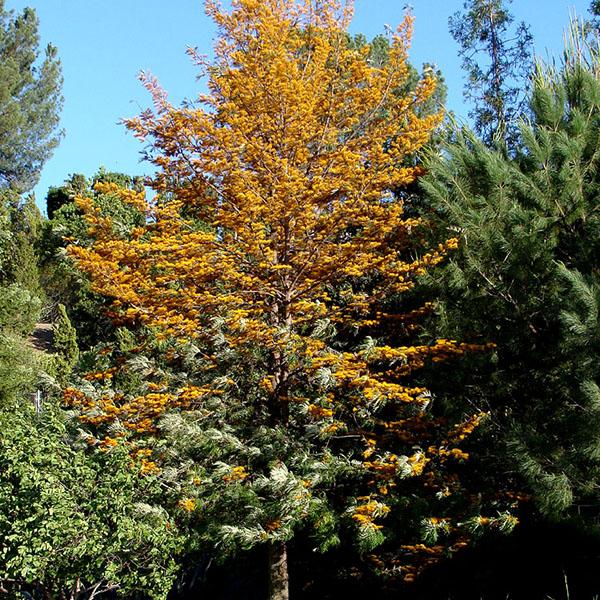 Grevillea Robusta, Silver Oak, Silk Oak - 0.5 kg Seeds - Image 2