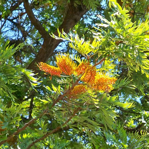 Grevillea Robusta, Silver Oak, Silk Oak - 0.5 kg Seeds - Image 3