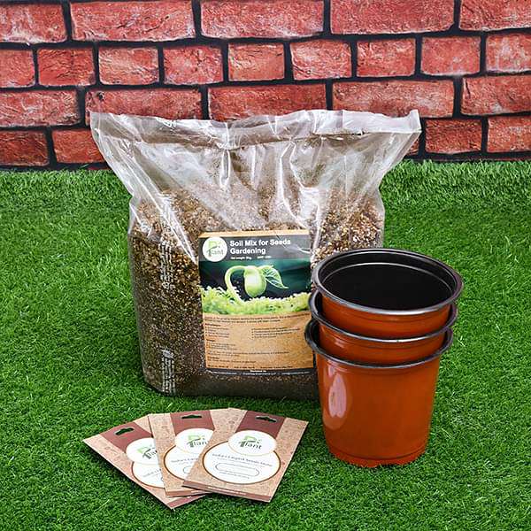 Grow flowers through seeds - Kids learning garden pack - Image 2