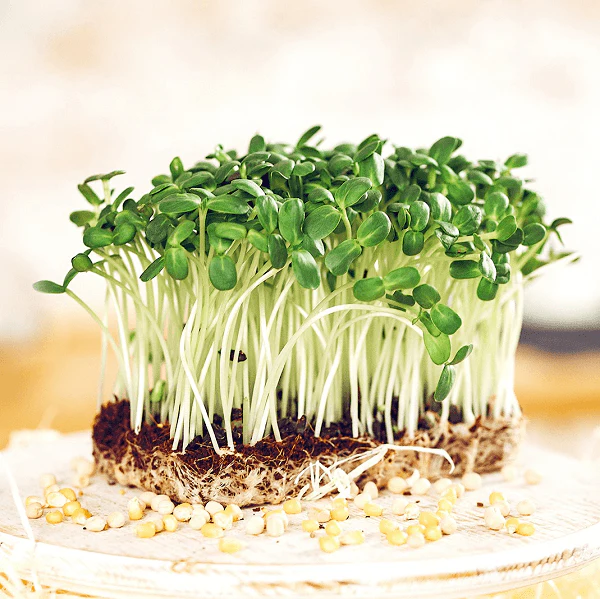 Grow your own Microgreens - Workshop - Image 2