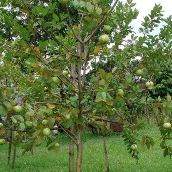Guava, Amrud Allahabadi - 0.5 kg Seeds - Image 2