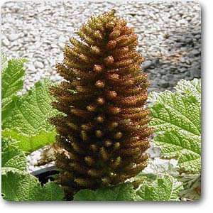 Guma - Plant
