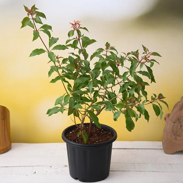 Hamelia patens Dwarf - Plant