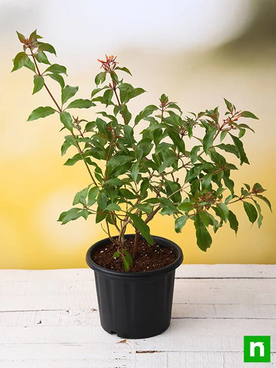 Hamelia patens Dwarf - Plant - Image 2