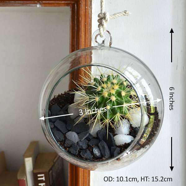 Hanging orb cactus terrarium (6in Ht) - Image 2
