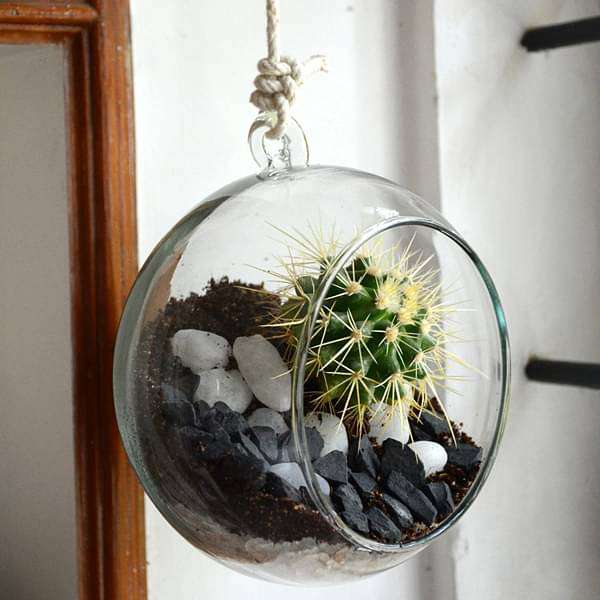 Hanging orb cactus terrarium (6in Ht) - Image 3