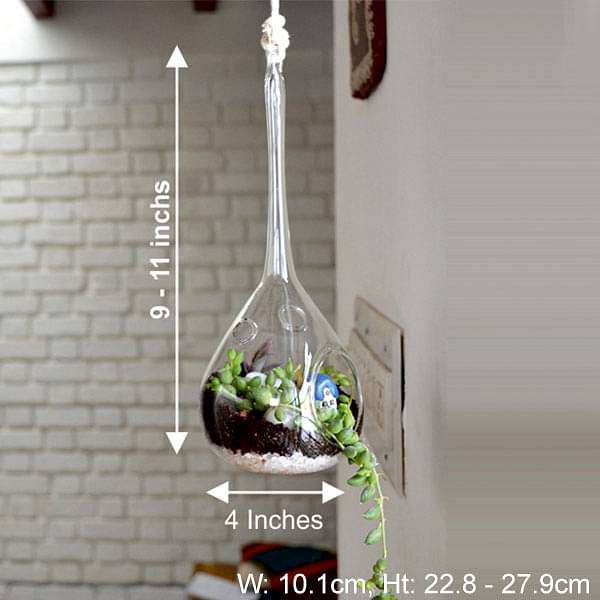 Hanging orb pear terrarium (10in Ht) - Image 2