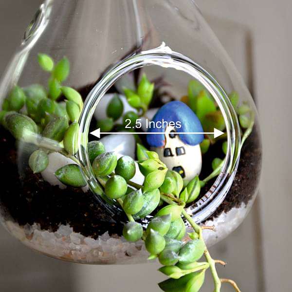Hanging orb pear terrarium (10in Ht) - Image 3