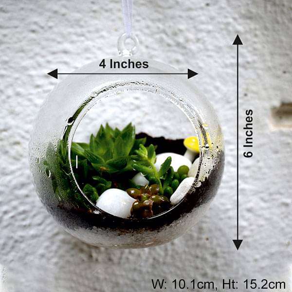 Hanging orb Succulent terrarium (6in Ht) - Image 2