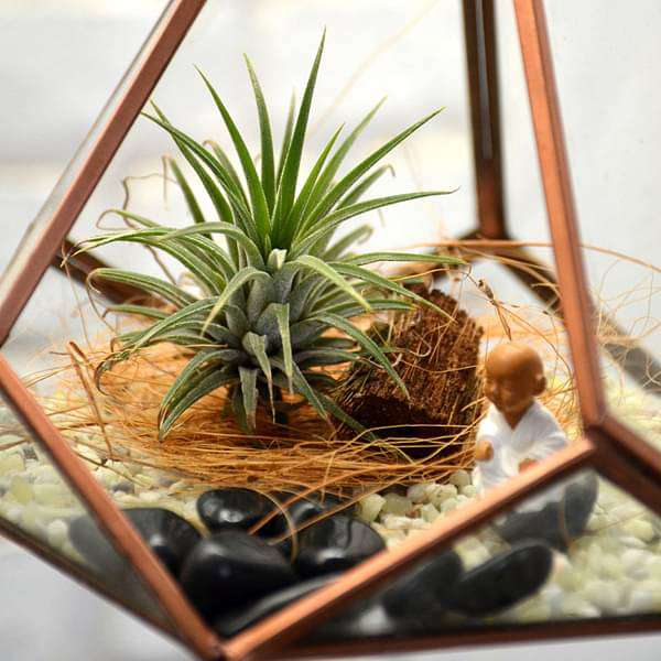 Hanging pyramidal terrarium (7.5in Ht) - Image 2