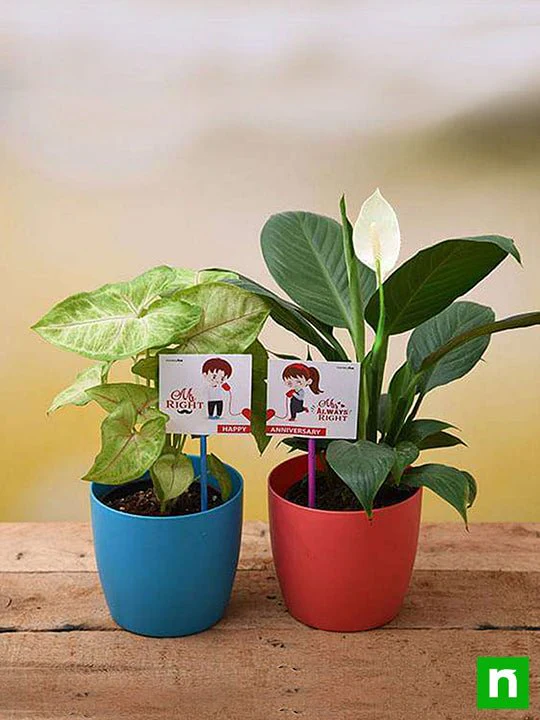 Happy Anniversary with Air Purifier Plants - Image 2