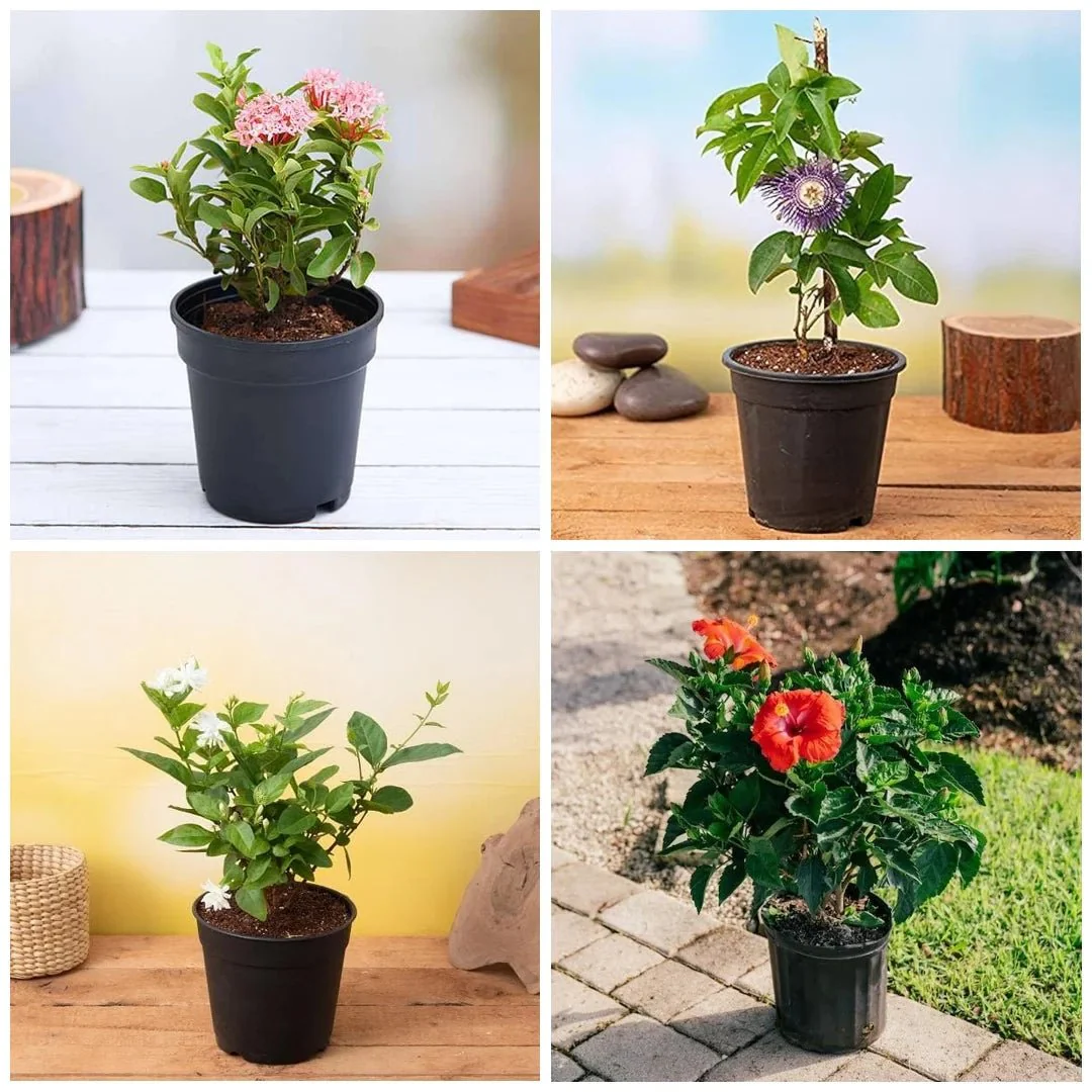 Happy Holi Colorful Plants Pack - Image 3