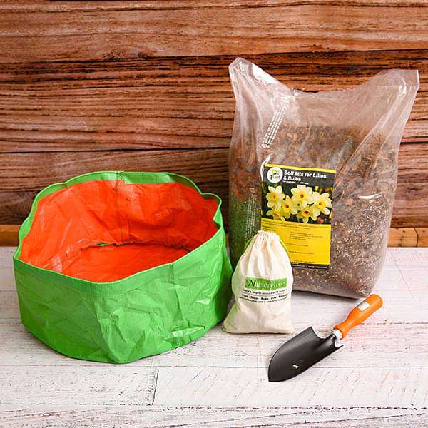 Happy Hyacinth - Garden Pack - Image 2