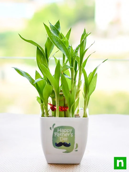 Happy 2 Layer Lucky Bamboo for Happy Fathers Day - Image 2